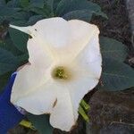 Datura wrightii Flower