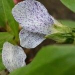 Viola palustris Flower
