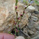 Polygonum aviculare Écorce