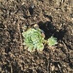 Sempervivum calcareum Leaf