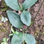 Ponthieva mandonii Leaf