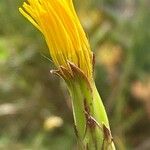 Scorzonera hispanica Flower