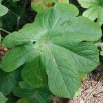 Podophyllum peltatum Fulla