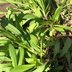 Dianthus chinensis Blatt