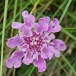 Scabiosa columbaria Flor