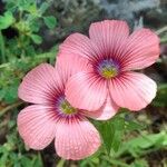 Linum pubescens 花