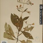 Echinacanthus attenuatus Otro