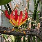 Gloriosa superbaFleur