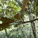 Sterculia pruriens Leaf