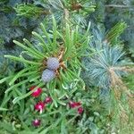 Pinus parviflora Fruit