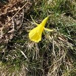 Narcissus gigas Flower