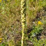 Verbascum thapsusFruit