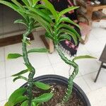 Euphorbia tithymaloides Frunză