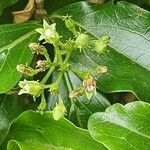 Strychnos spinosa Blüte