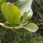 Acacia mangium Máis