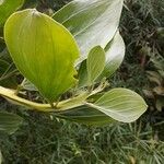 Acacia mangium Іншае