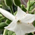 Nicotiana sylvestris പുഷ്പം