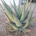 Aloe ferox Blatt