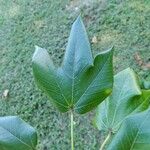 Sterculia apetala Leaf