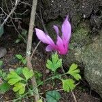 Cyclamen repandum Blüte