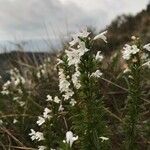 Satureja montana फूल