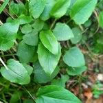 Valeriana montana পাতা