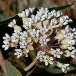 Asclepias humistrata Flower