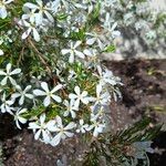 Ricinocarpos pinifolius Bloem