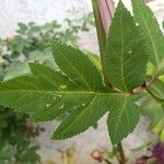 Angelica archangelica Leaf