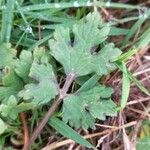 Ranunculus bulbosus Blatt