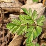 Chaerophyllum hirsutum Fuelha