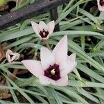 Tulipa clusiana Λουλούδι