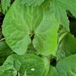Asarum caudatum Yaprak