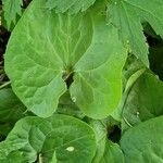 Asarum caudatum ᱥᱟᱠᱟᱢ