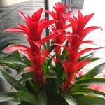 Guzmania lingulataDeilen