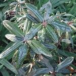 Rhododendron yakushimanum Leaf