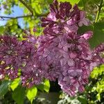 Syringa vulgarisFloro