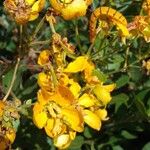 Senna macranthera Fiore