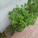 Ocimum basilicumBlatt