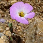 Linanthus dianthiflorus Flor