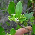 Lumnitzera racemosa Habit