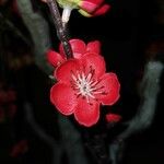 Chaenomeles × superba 花