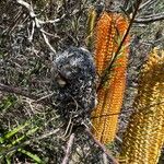 Banksia ericifolia Plod