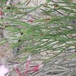 Limonium insigne Hoja