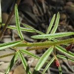 Cleome violacea Leaf