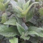 Stachys affinis Folha