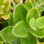 Mesembryanthemum cordifolium Blatt