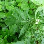 Parthenium hysterophorus Feuille