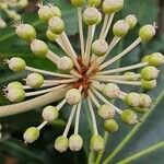 Fatsia japonica Other