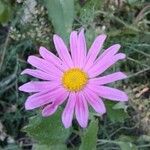 Machaeranthera tanacetifolia Flor